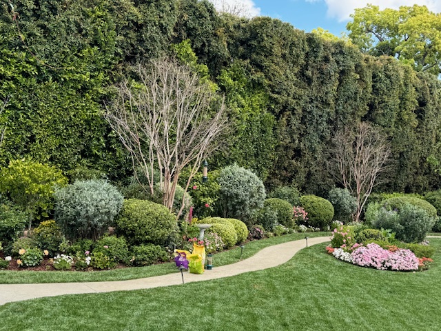 BSH Garden Design — Mediterranean planting with flowering shrubs