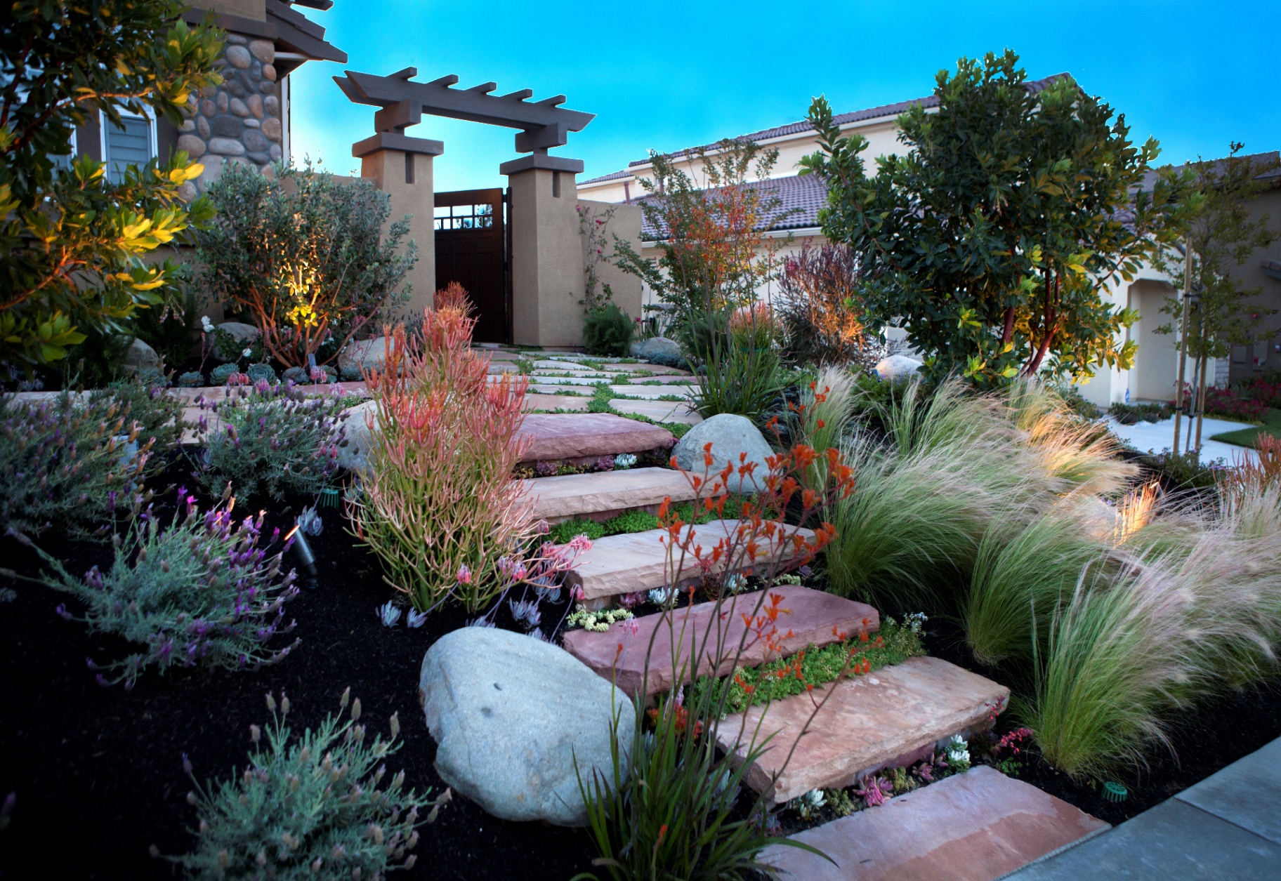 BSH Sustainable Landscaping — xeriscape front yard with kangaroo paw and lavender